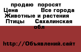 продаю  поросят  › Цена ­ 1 000 - Все города Животные и растения » Птицы   . Сахалинская обл.